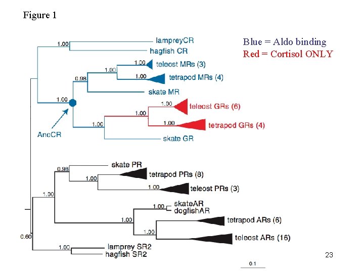 Figure 1 Blue = Aldo binding Red = Cortisol ONLY 23 