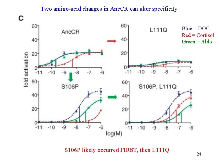 Two amino-acid changes in Anc. CR can alter specificity Blue = DOC Red =