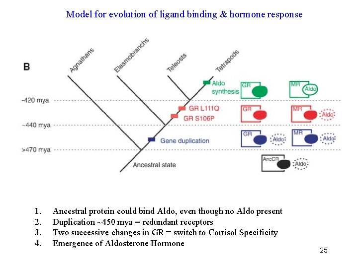 Model for evolution of ligand binding & hormone response 1. 2. 3. 4. Ancestral