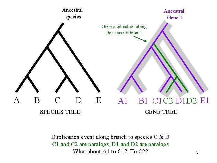 Ancestral species Ancestral Gene 1 Gene duplication along this species branch A B C