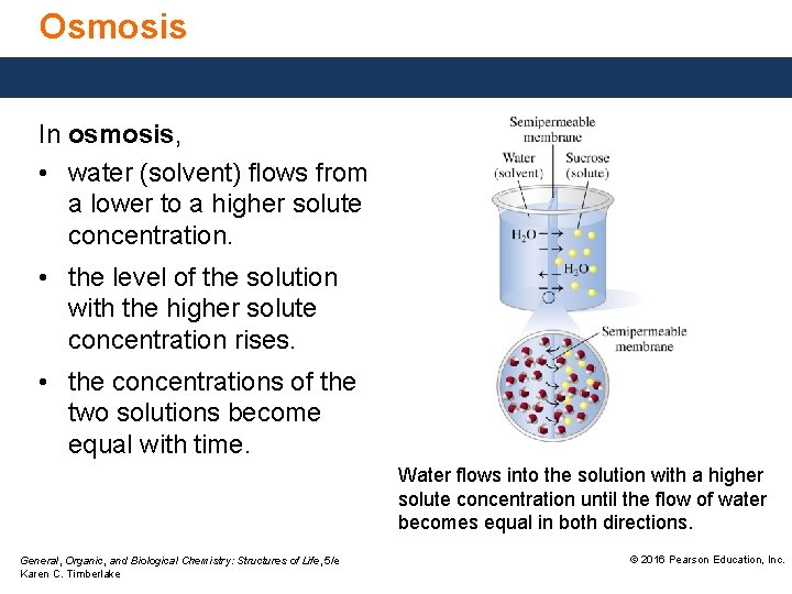 Osmosis In osmosis, • water (solvent) flows from a lower to a higher solute
