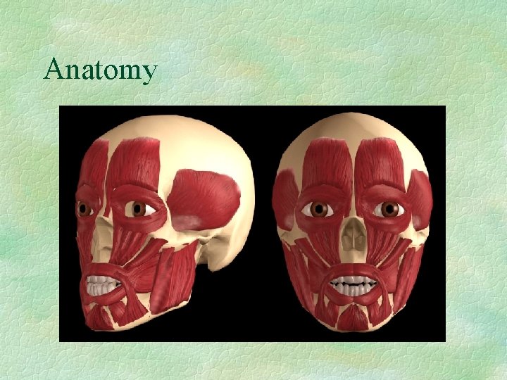 Anatomy 