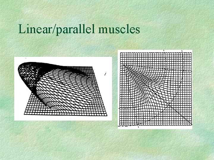 Linear/parallel muscles 