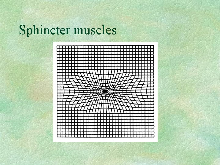 Sphincter muscles 