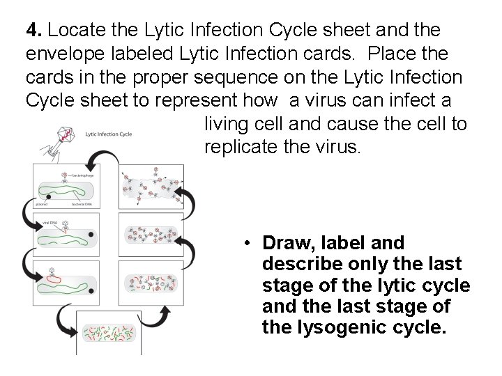 4. Locate the Lytic Infection Cycle sheet and the envelope labeled Lytic Infection cards.