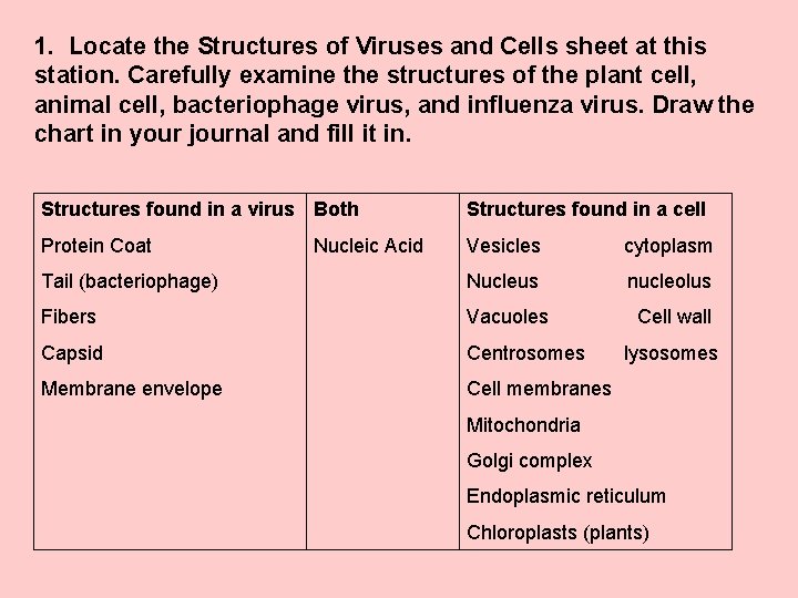 1. Locate the Structures of Viruses and Cells sheet at this station. Carefully examine