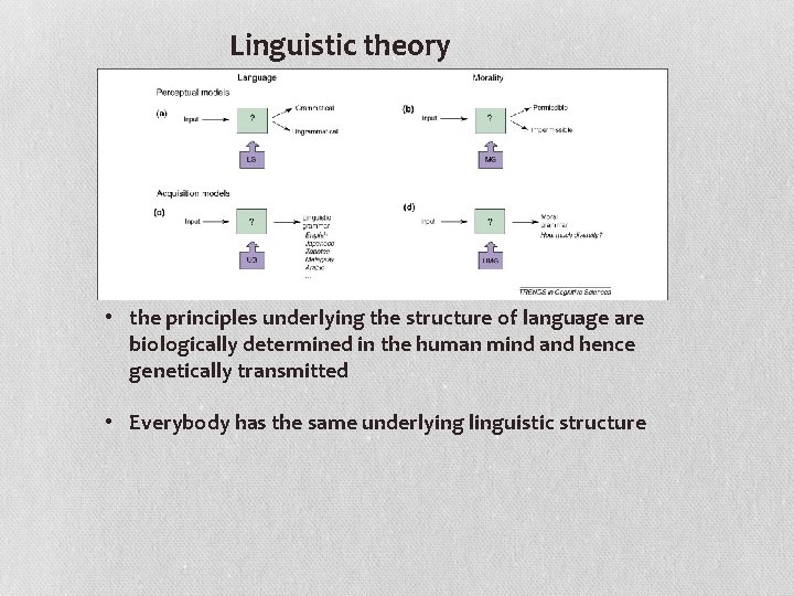 Linguistic theory • the principles underlying the structure of language are biologically determined in