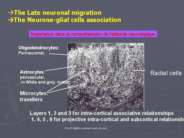  The Late neuronal migration The Neurone-glial cells association Importance dans la compréhension de