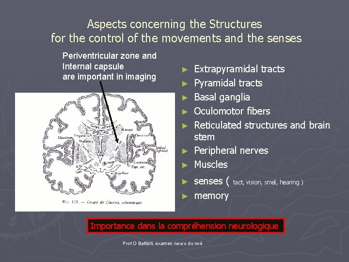 Aspects concerning the Structures for the control of the movements and the senses Periventricular