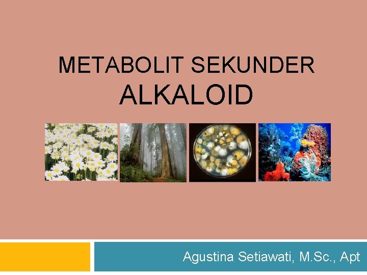 METABOLIT SEKUNDER ALKALOID Agustina Setiawati, M. Sc. , Apt 