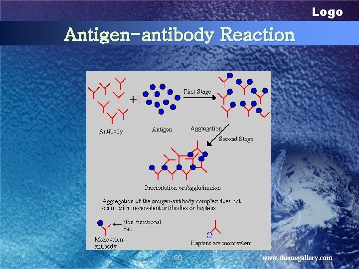 Logo Antigen-antibody Reaction 60 www. themegallery. com 