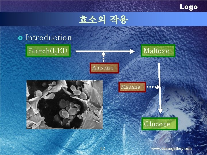 Logo 효소의 작용 £ Introduction Starch(I 2 KI) Maltose Amylase Maltase Glucose 62 www.