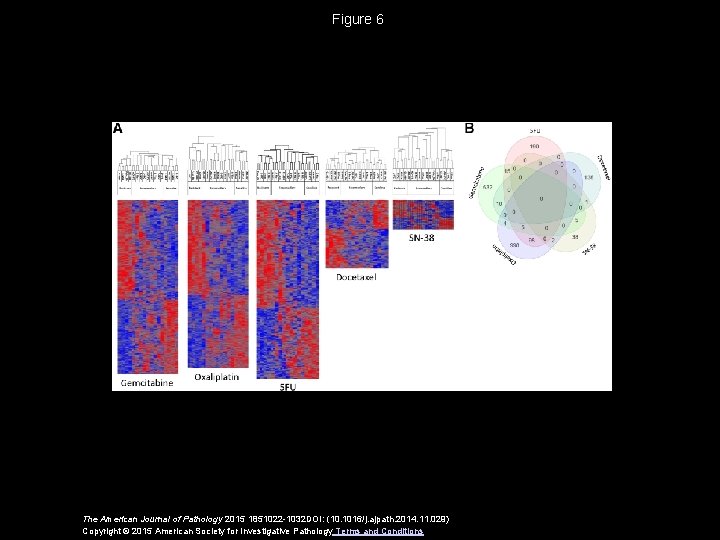 Figure 6 The American Journal of Pathology 2015 1851022 -1032 DOI: (10. 1016/j. ajpath.