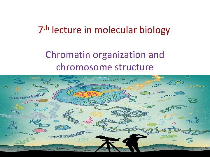 7 th lecture in molecular biology Chromatin organization and chromosome structure 