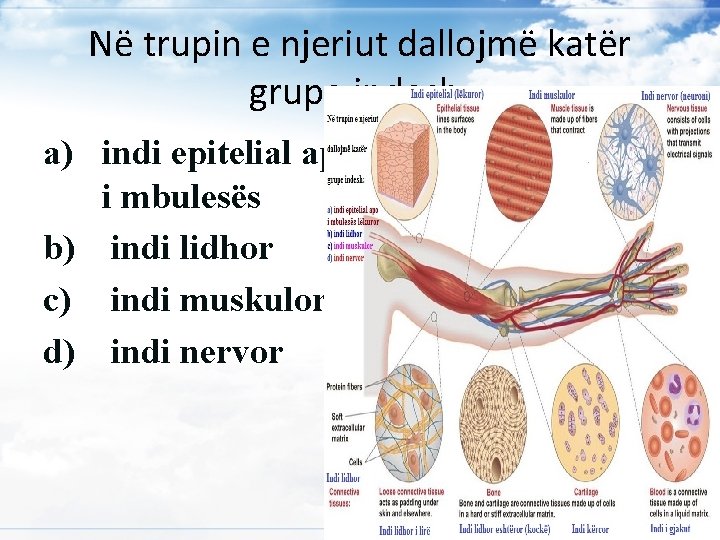 Në trupin e njeriut dallojmë katër grupe indesh: a) indi epitelial apo i mbulesës