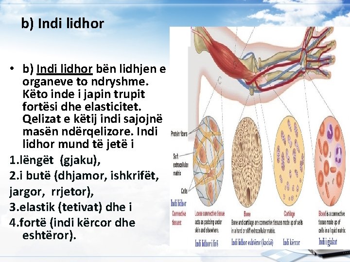 b) Indi lidhor • b) Indi lidhor bën lidhjen e organeve to ndryshme. Këto