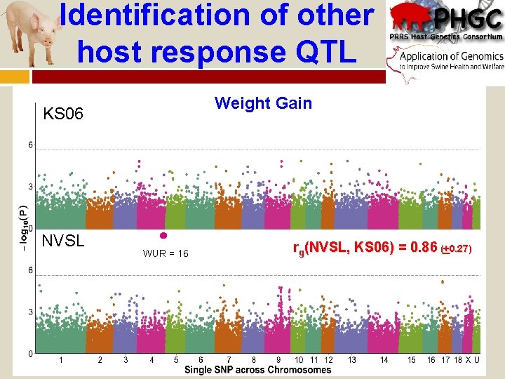 Identification of other host response QTL Weight Gain KS 06 NVSL WUR == 16