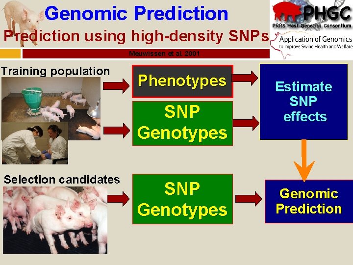 Genomic Prediction using high-density SNPs Meuwissen et al. 2001 Training population Phenotypes SNP Genotypes