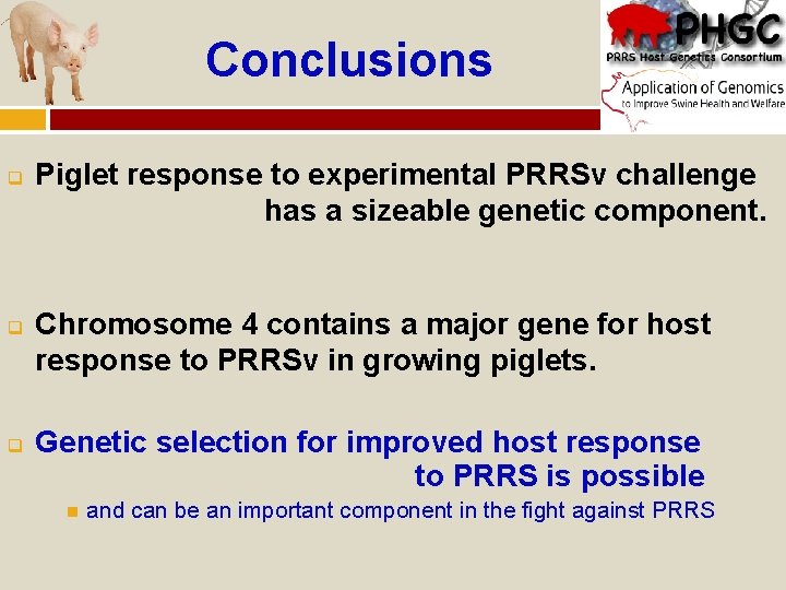 Conclusions q q q Piglet response to experimental PRRSv challenge has a sizeable genetic
