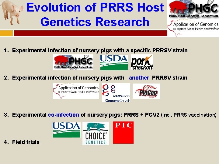 Evolution of PRRS Host Genetics Research 1. Experimental infection of nursery pigs with a