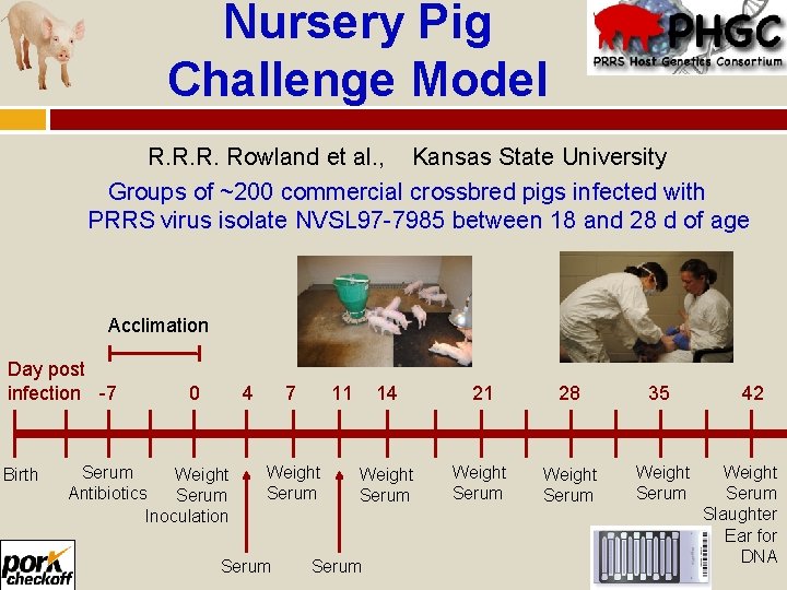 Nursery Pig Challenge Model R. Rowland et al. , Kansas State University Groups of