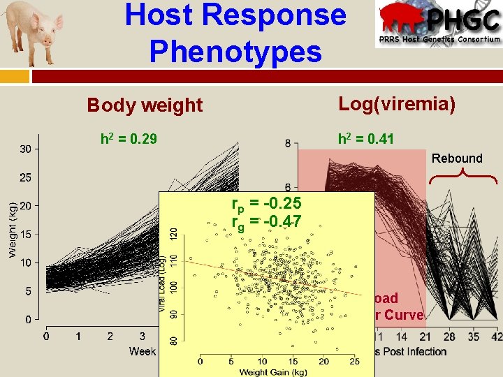 Host Response Phenotypes Log(viremia) Body weight h 2 = 0. 41 h 2 =
