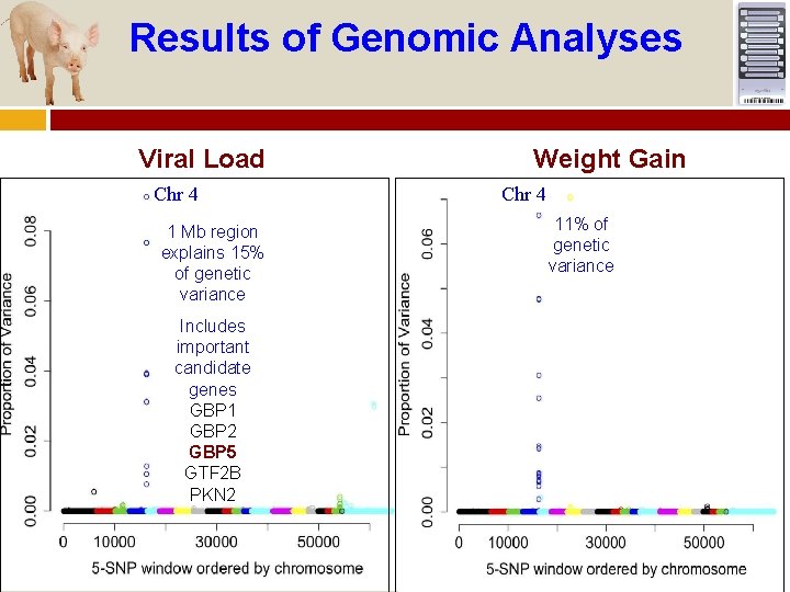Results of Genomic Analyses Viral Load Chr 4 1 Mb region explains 15% of