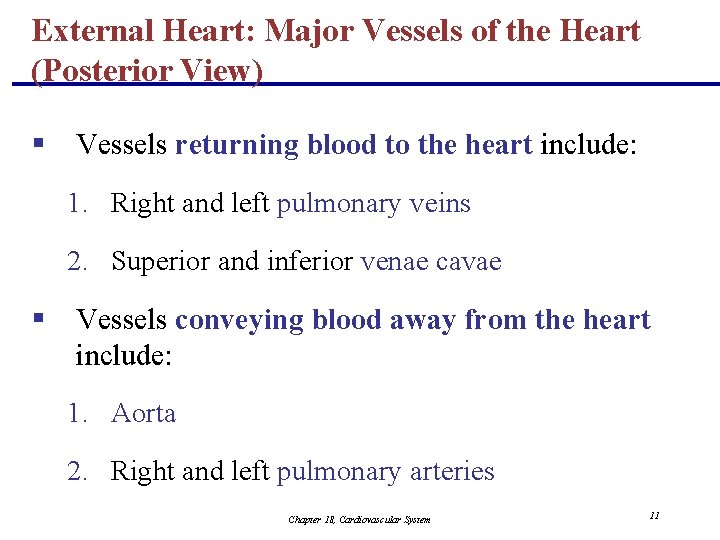 External Heart: Major Vessels of the Heart (Posterior View) § Vessels returning blood to