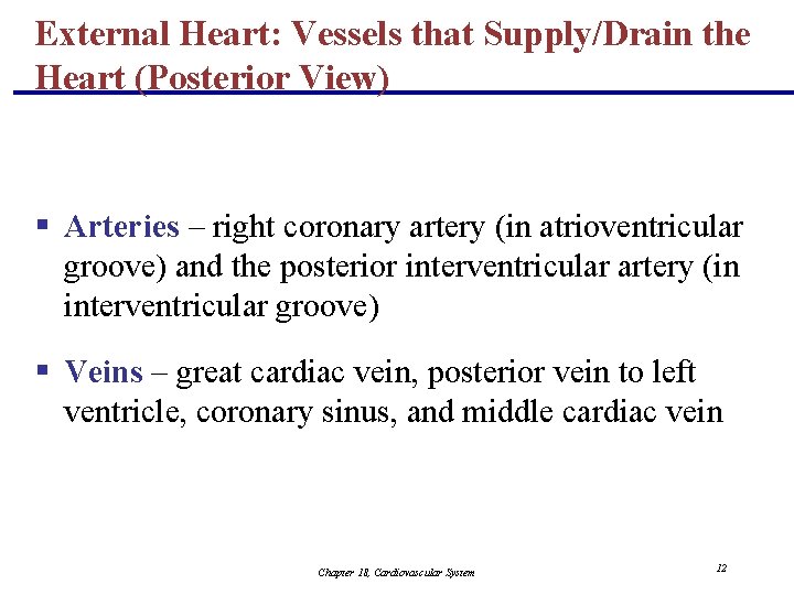 External Heart: Vessels that Supply/Drain the Heart (Posterior View) § Arteries – right coronary