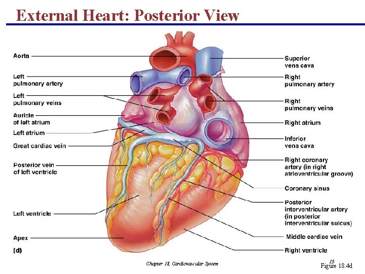 External Heart: Posterior View Chapter 18, Cardiovascular System 13 Figure 18. 4 d 