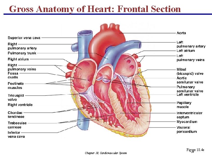 Gross Anatomy of Heart: Frontal Section Chapter 18, Cardiovascular System Figure 18. 4 e