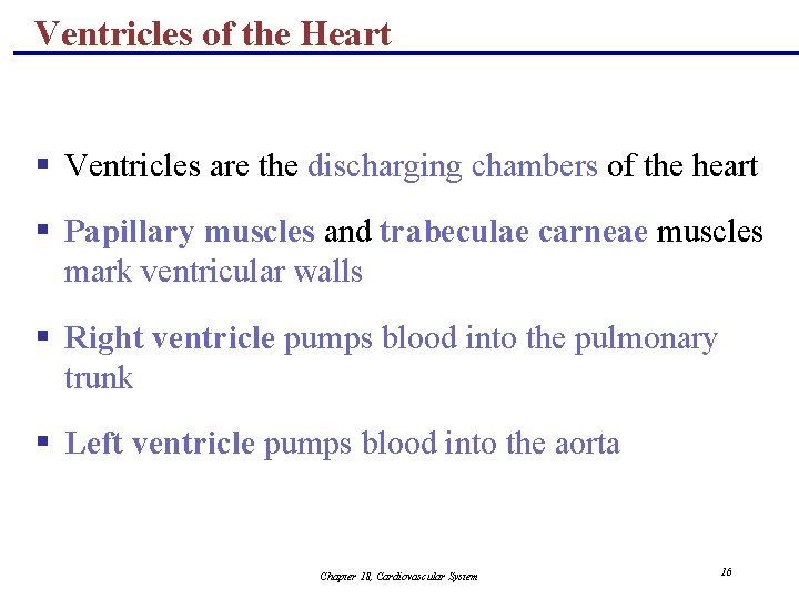 Ventricles of the Heart § Ventricles are the discharging chambers of the heart §