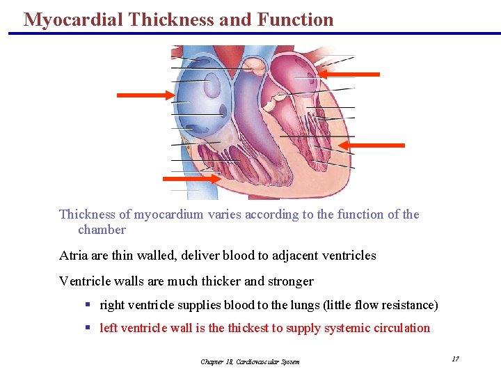 Myocardial Thickness and Function Thickness of myocardium varies according to the function of the