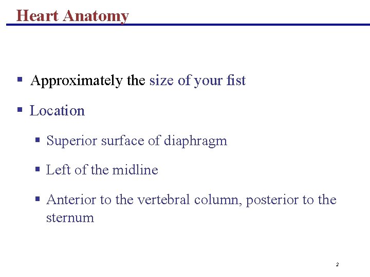 Heart Anatomy § Approximately the size of your fist § Location § Superior surface