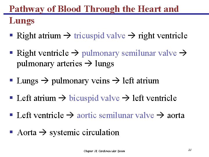 Pathway of Blood Through the Heart and Lungs § Right atrium tricuspid valve right