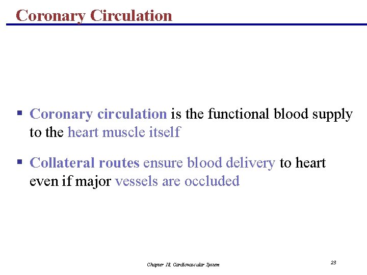 Coronary Circulation § Coronary circulation is the functional blood supply to the heart muscle