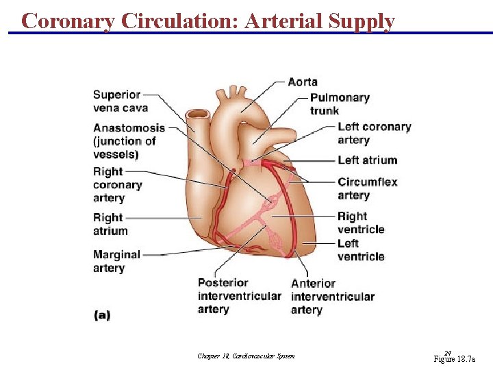 Coronary Circulation: Arterial Supply Chapter 18, Cardiovascular System 24 Figure 18. 7 a 