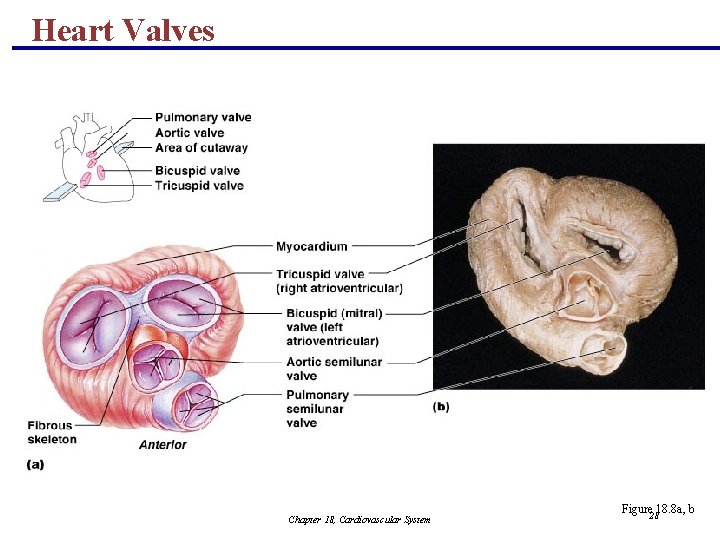 Heart Valves Chapter 18, Cardiovascular System Figure 2818. 8 a, b 