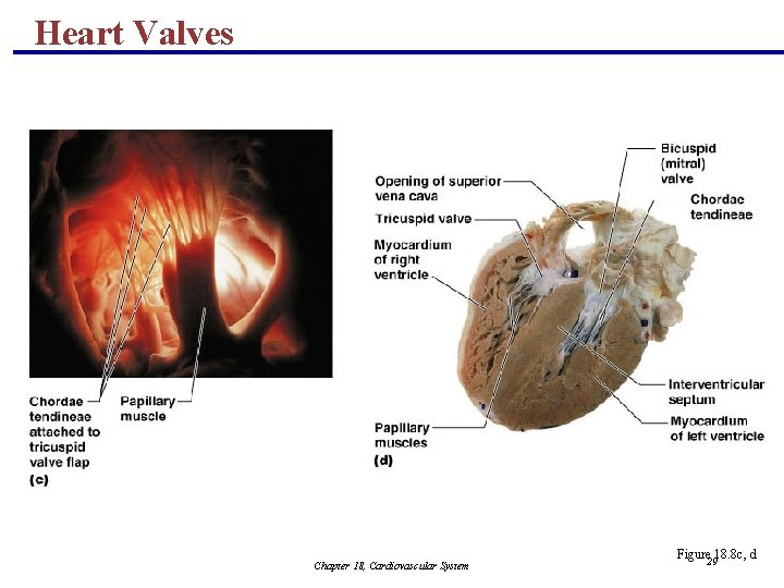Heart Valves Chapter 18, Cardiovascular System Figure 2918. 8 c, d 
