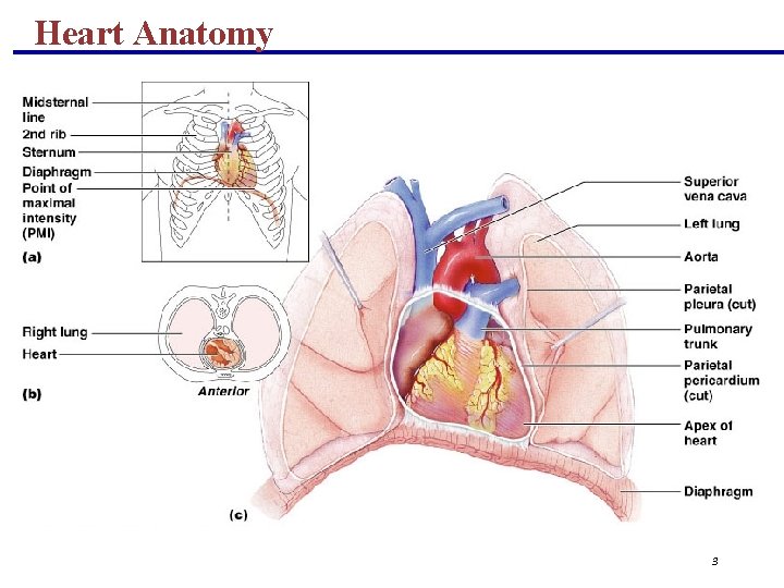 Heart Anatomy 3 