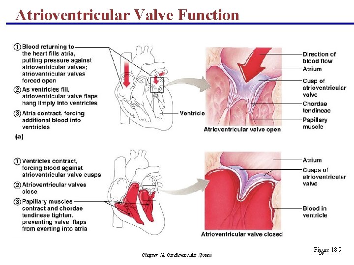 Atrioventricular Valve Function Chapter 18, Cardiovascular System Figure 18. 9 30 