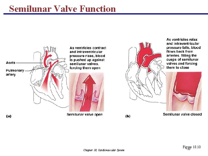 Semilunar Valve Function Chapter 18, Cardiovascular System Figure 18. 10 31 