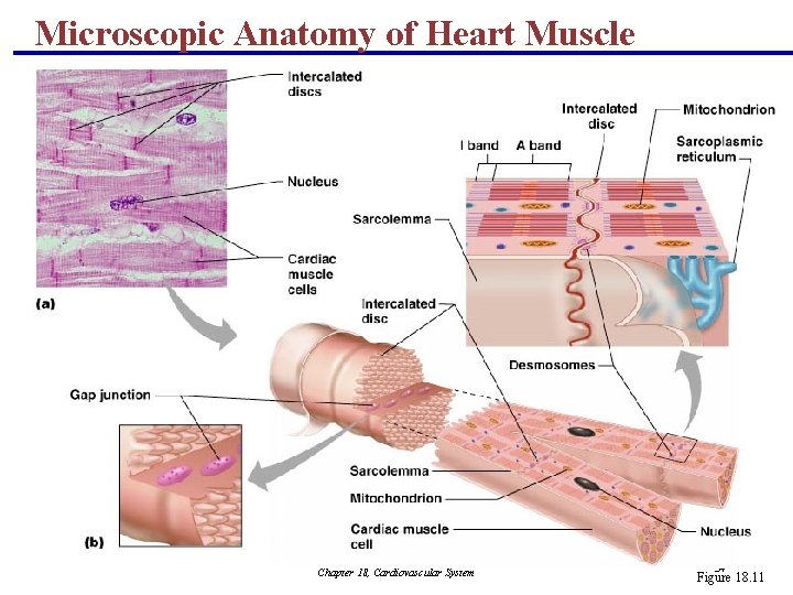 Microscopic Anatomy of Heart Muscle Chapter 18, Cardiovascular System 34 Figure 18. 11 