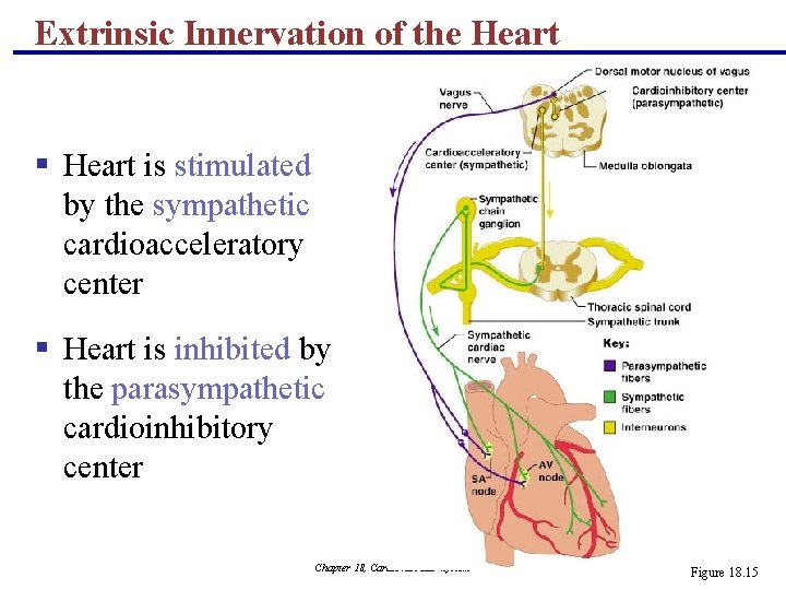 Extrinsic Innervation of the Heart § Heart is stimulated by the sympathetic cardioacceleratory center