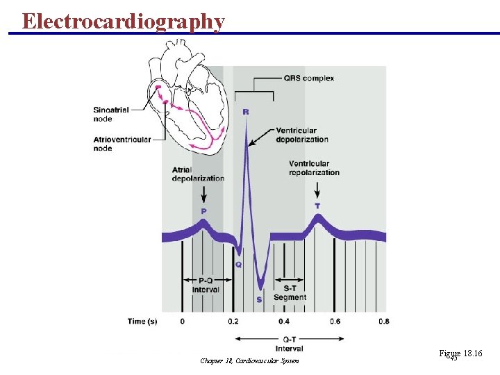 Electrocardiography Chapter 18, Cardiovascular System Figure 18. 16 45 