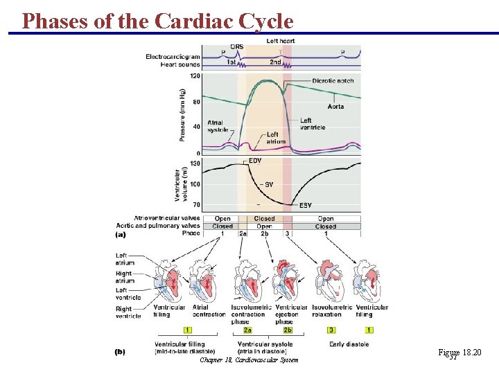 Phases of the Cardiac Cycle Chapter 18, Cardiovascular System Figure 18. 20 51 