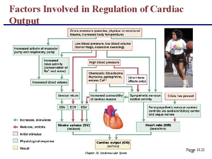Factors Involved in Regulation of Cardiac Output Chapter 18, Cardiovascular System Figure 18. 23