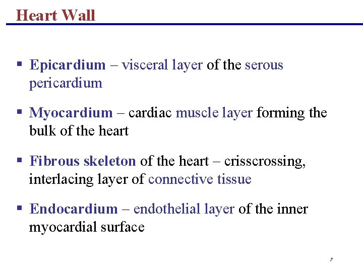 Heart Wall § Epicardium – visceral layer of the serous pericardium § Myocardium –