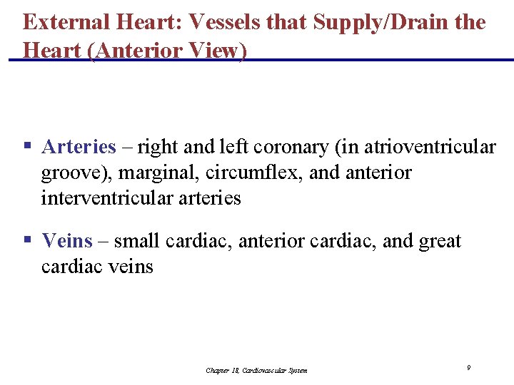 External Heart: Vessels that Supply/Drain the Heart (Anterior View) § Arteries – right and