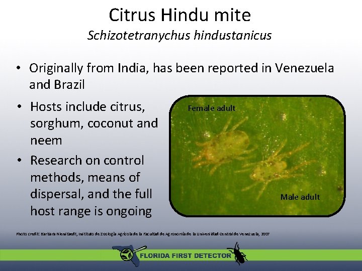 Citrus Hindu mite Schizotetranychus hindustanicus • Originally from India, has been reported in Venezuela Citrus Hindu mite Schizotetranychus hindustanicus • Originally from India, has been reported in Venezuela